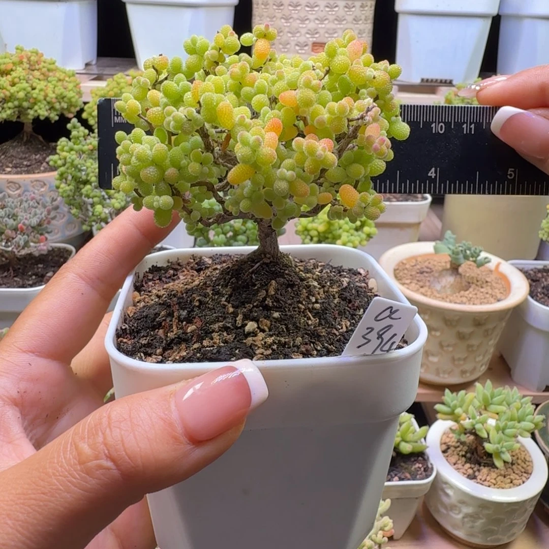 a394号金桔冠服8厘米左右