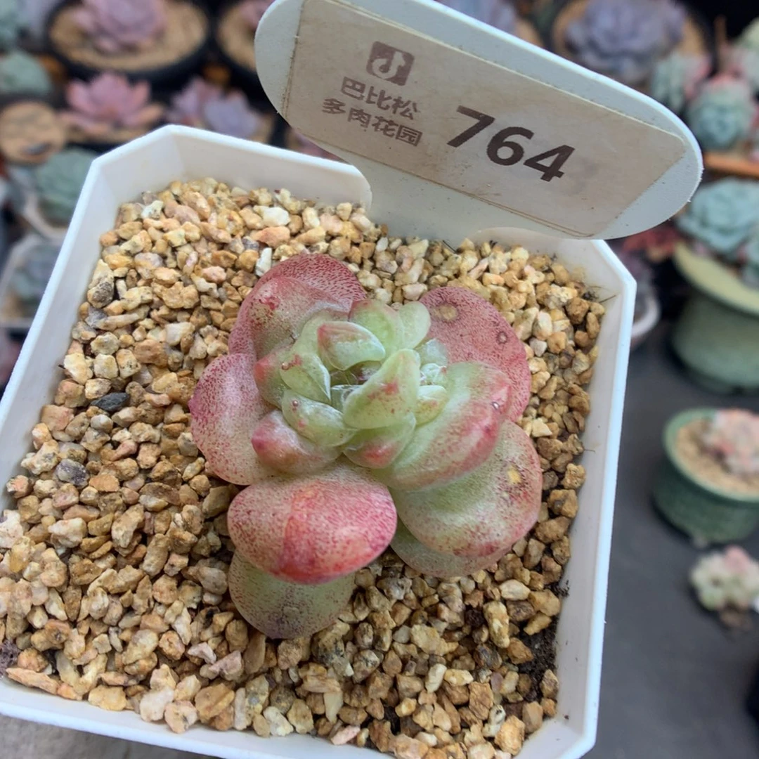 764冰玉石化四头多肉