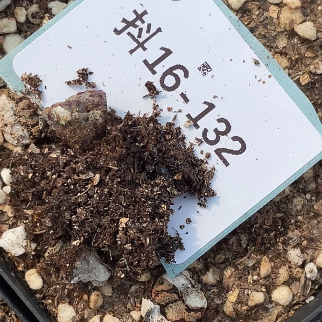 叁***呀16-132肉锥多肉植物