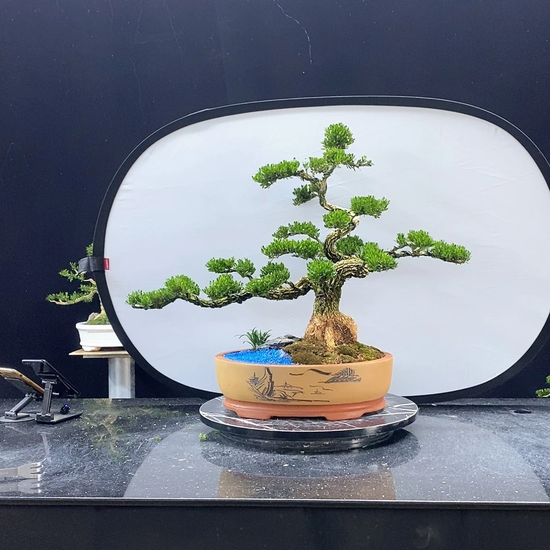 无花朵黄杨盆景艺术