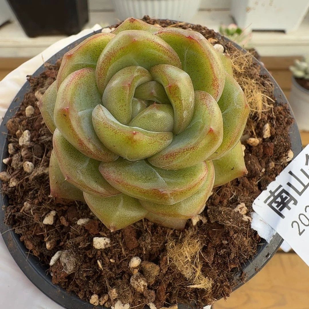 砖石珍妮111214-21