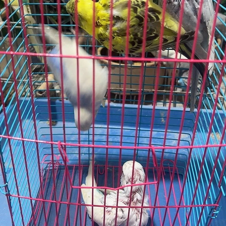 虎皮鹦鹉瑕疵虎皮鹦鹉