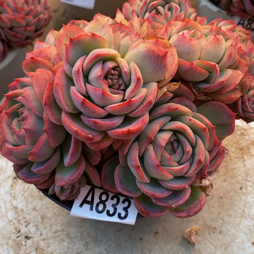 【闪购商品】小*.多肉植物