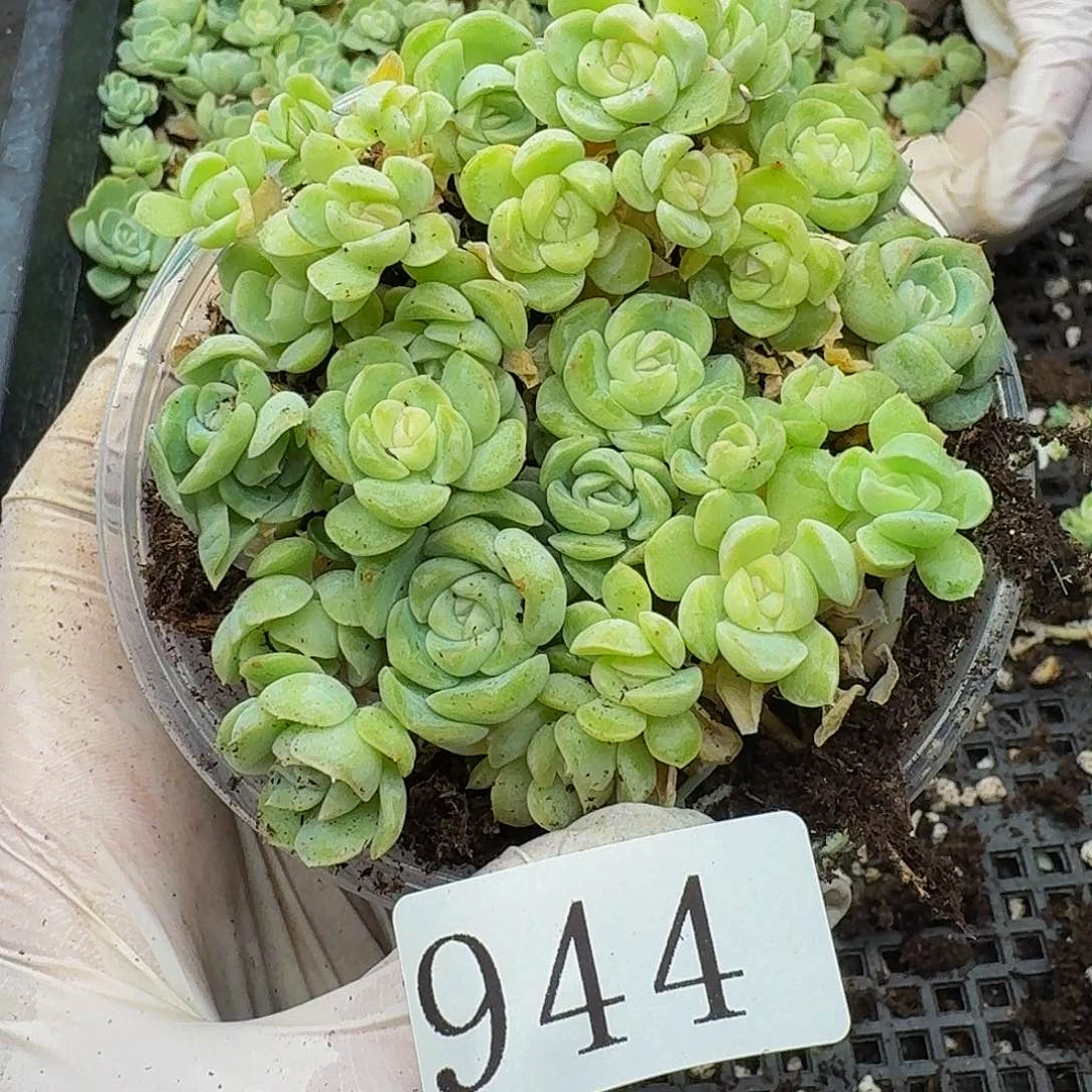 多肉植物多肉植物944