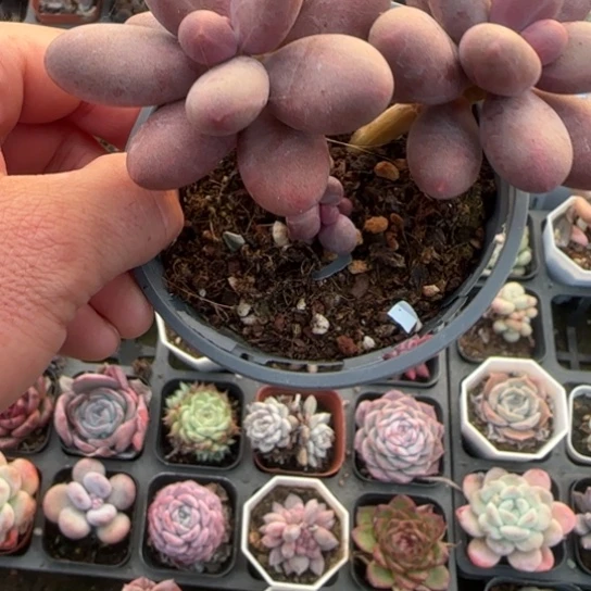 129糖果美人多肉植物多