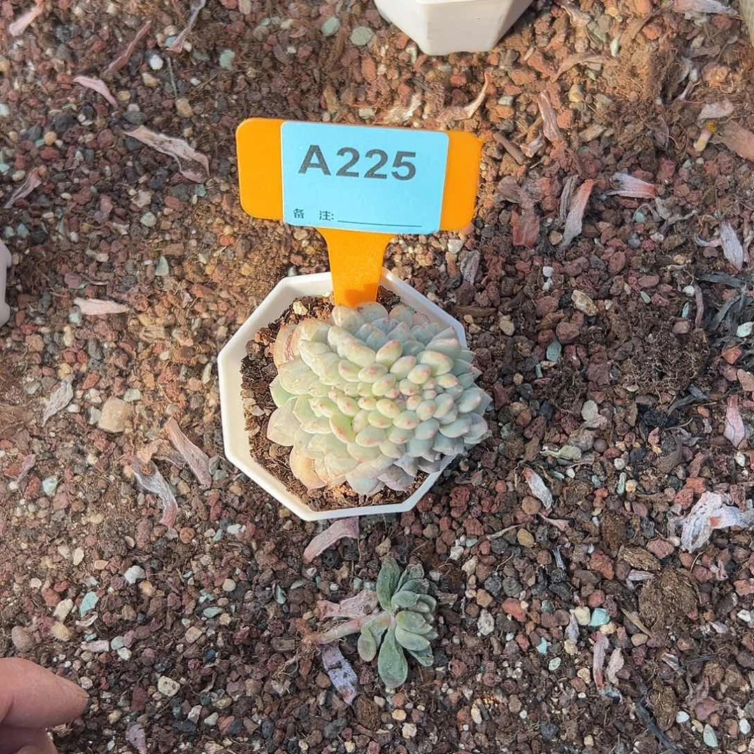 慢***)多肉植物一物一拍
