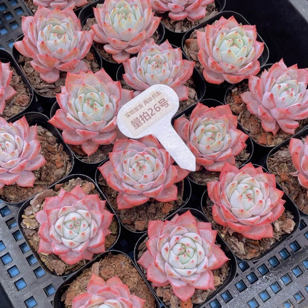 量拍26号全粉叶背韩版粉蓝鸟单头一个