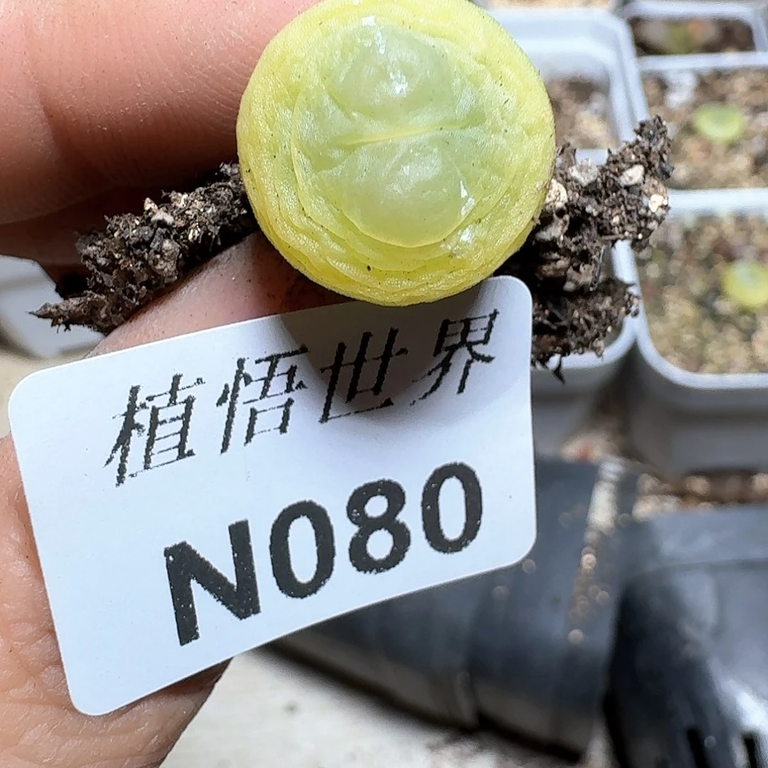 080号多肉植物哇d c