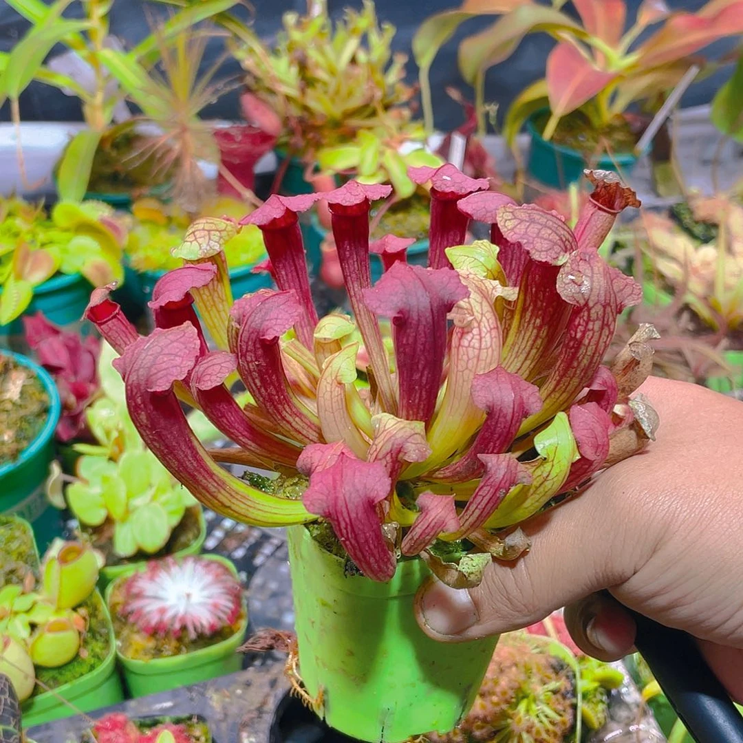 完全开放菲奥娜瓶子草
