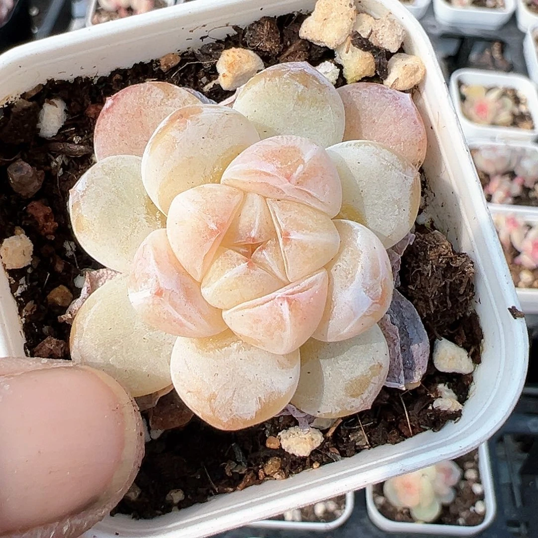 小卡拉米糖心一物一拍