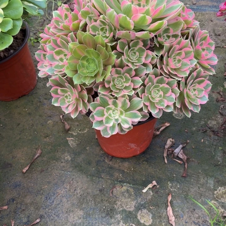 瑞妈，。。。。。。709初恋，