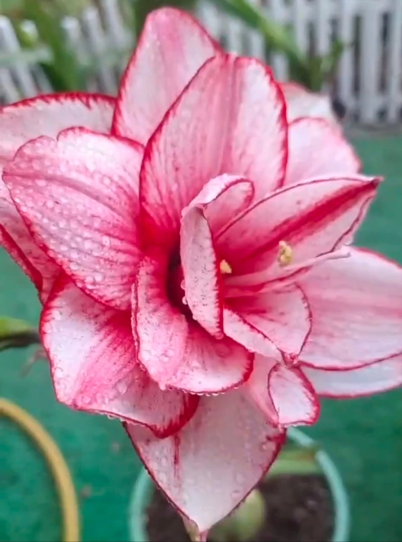 朱顶红-赛琳娜1.5厘米