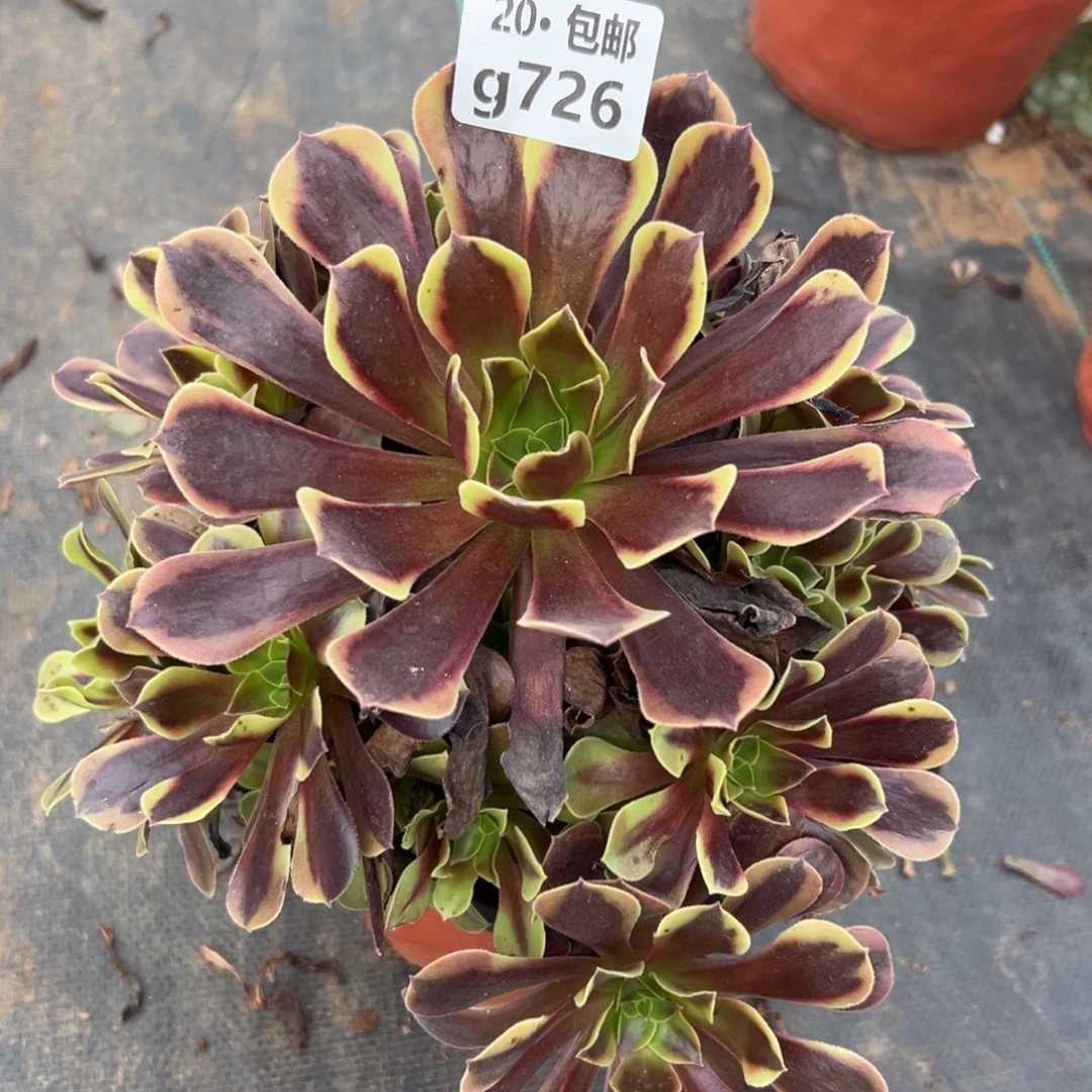 726欧嘉莉，多肉法师