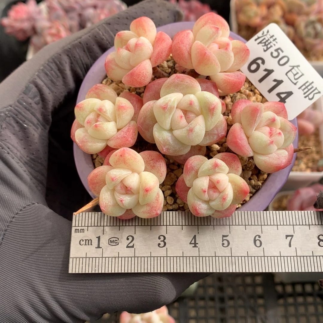 @***宝6114。小腿冰玉四颗（非整群 新粉送肉