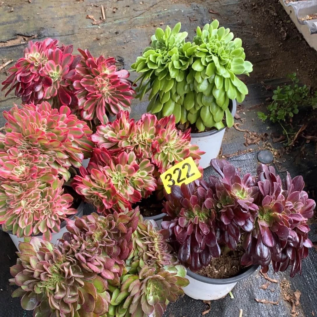 郭*芳六颗缀化多肉植物322