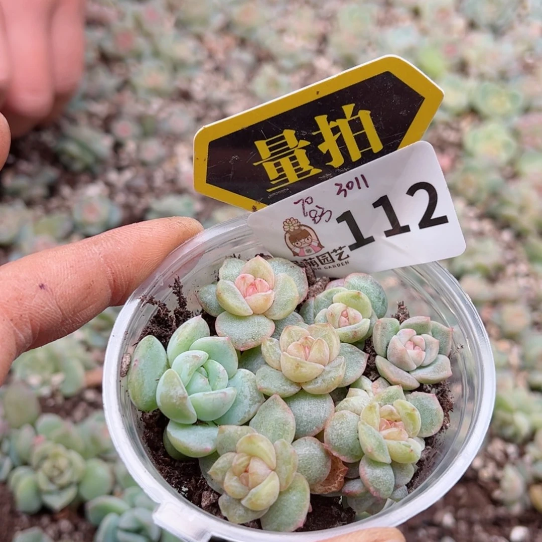 多肉植物多肉植物