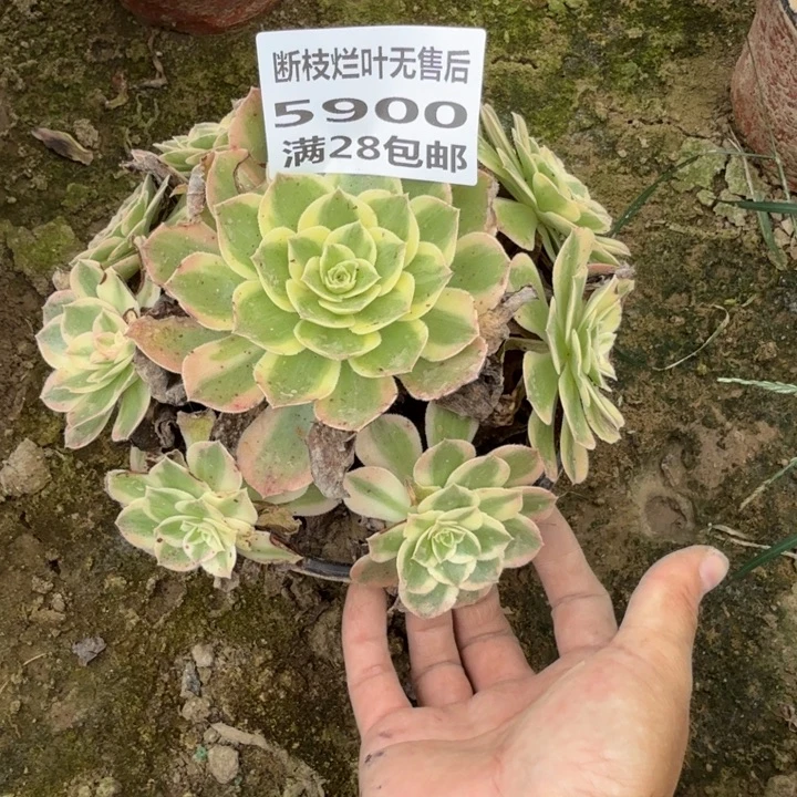5900二号棚玉芙蓉I
