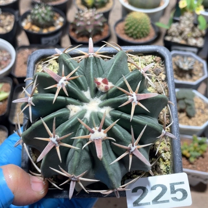 228实生大凌波仙人球