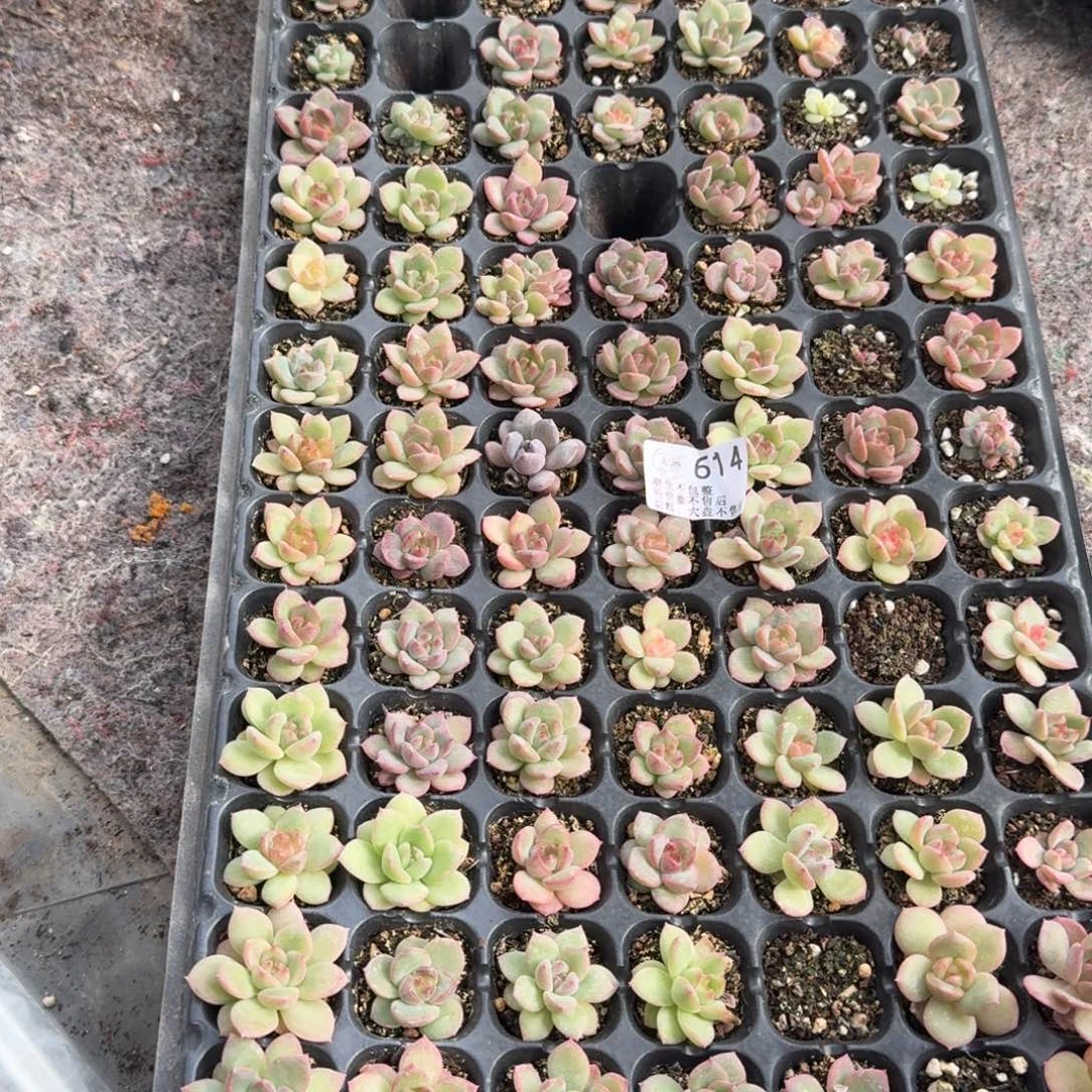 *****如图614麦芽珍妮混一盘