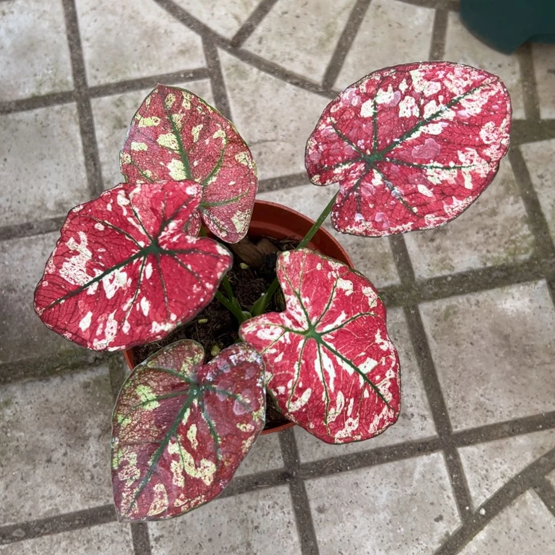 可***求完全开放一物一拍3624