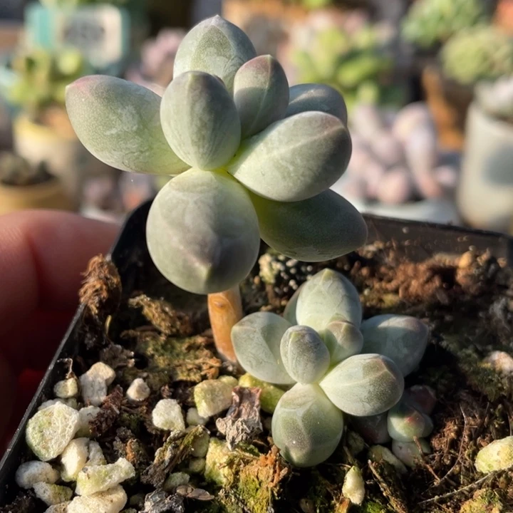 星空416号得多肉的啊