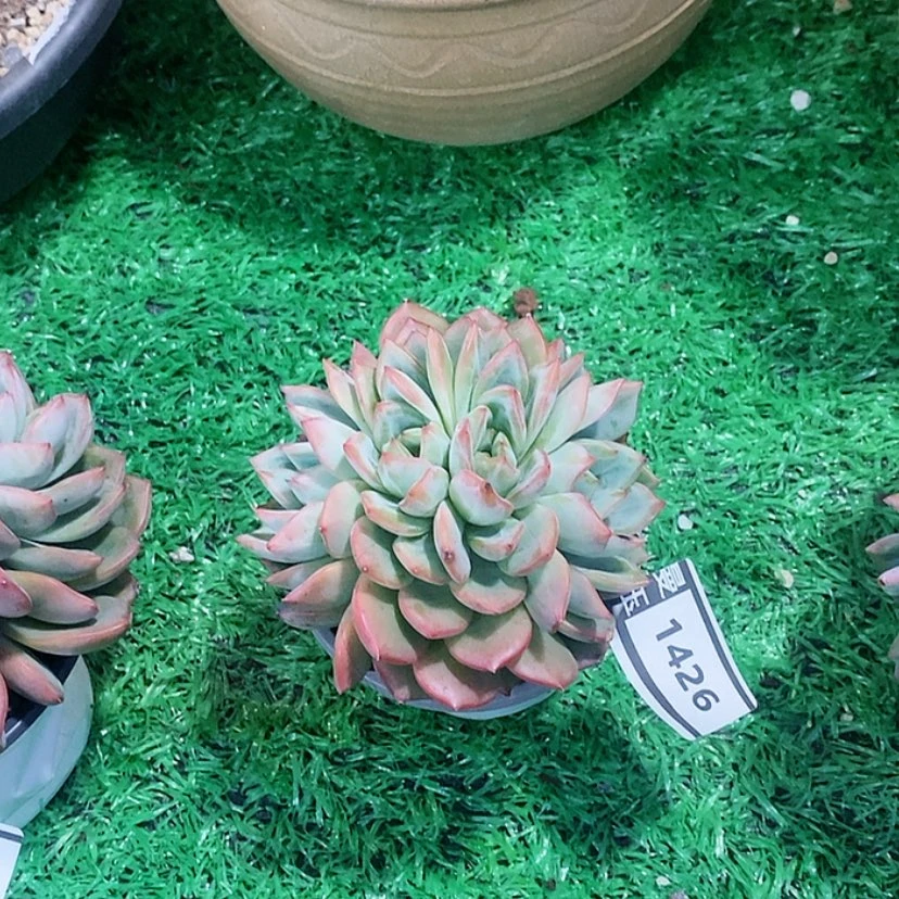 【闪购商品】红鸾朵朵缀1426