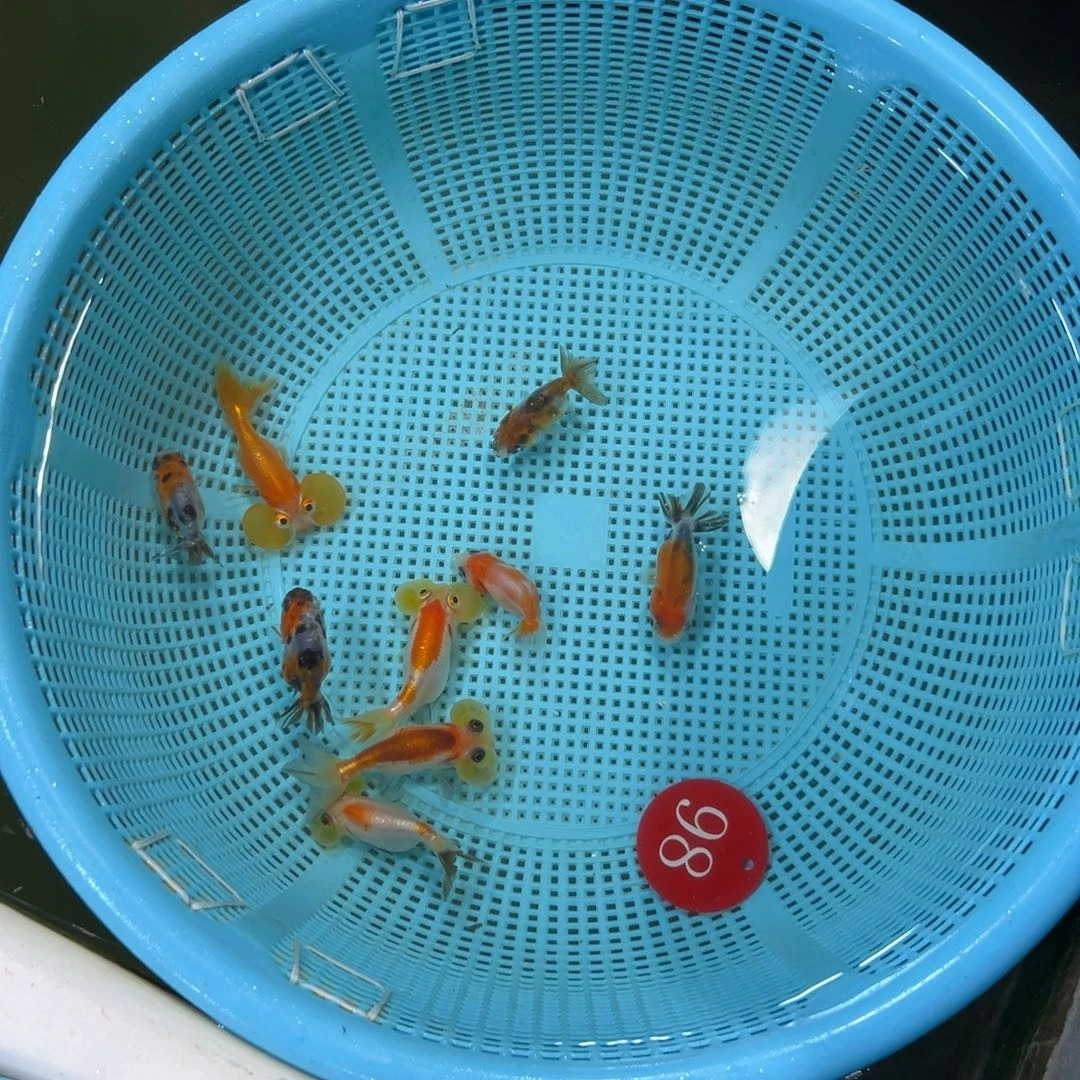阿****金鱼98号。水泡4条。小寿5条