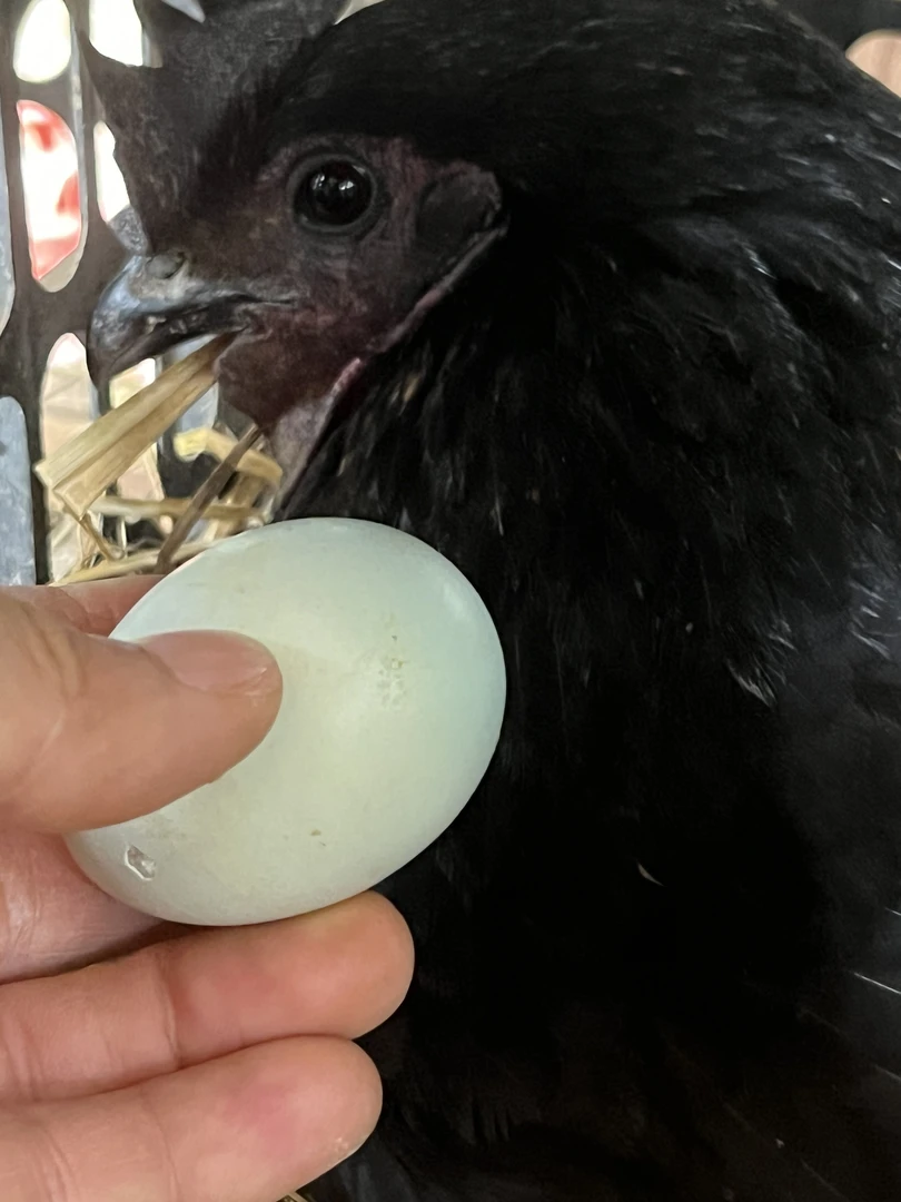 湖南高山树林农家五谷杂粮散养的生态绿壳五黑鸡蛋土鸡蛋新鲜现发