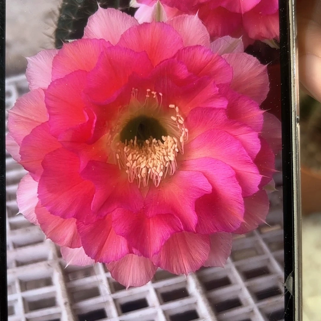 彩草青青女神6-6.5公分左右