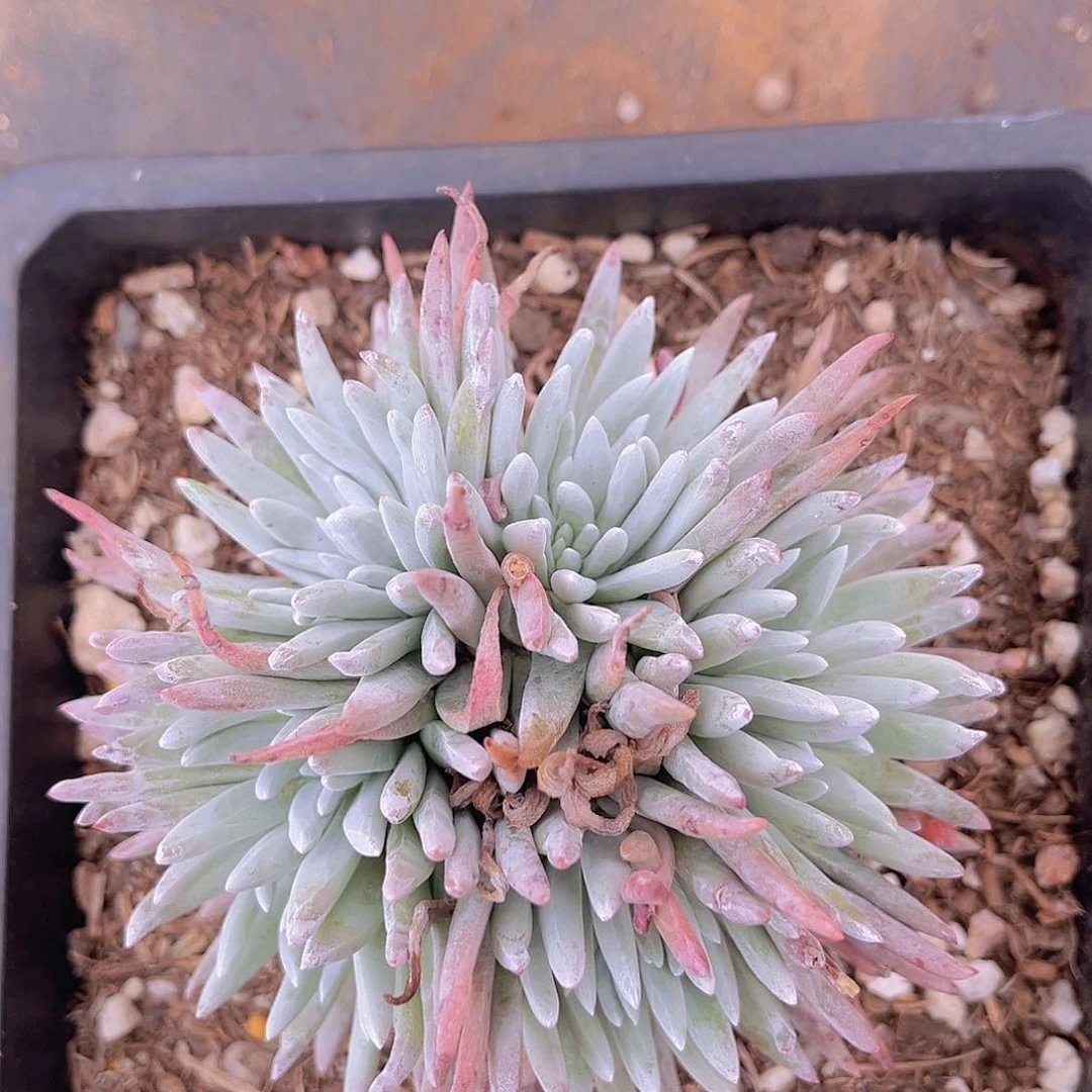 格诺马杂交老桩多头