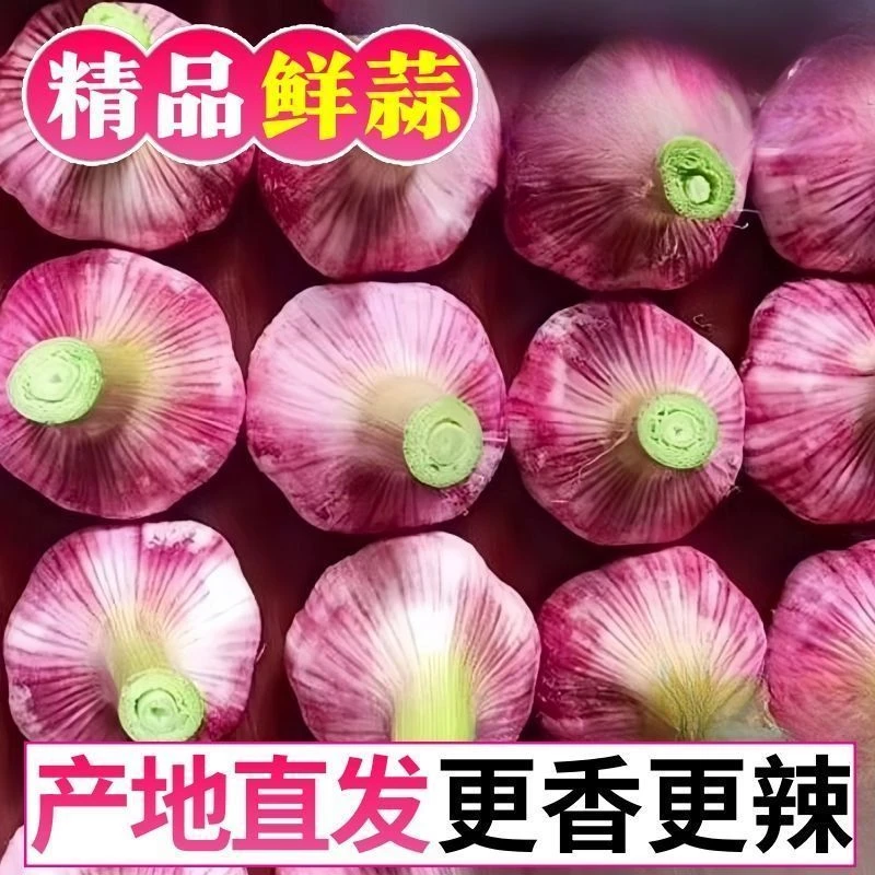 【2025现挖湿蒜】河南新鲜大蒜湿蒜紫皮大蒜白皮大蒜红皮大蒜