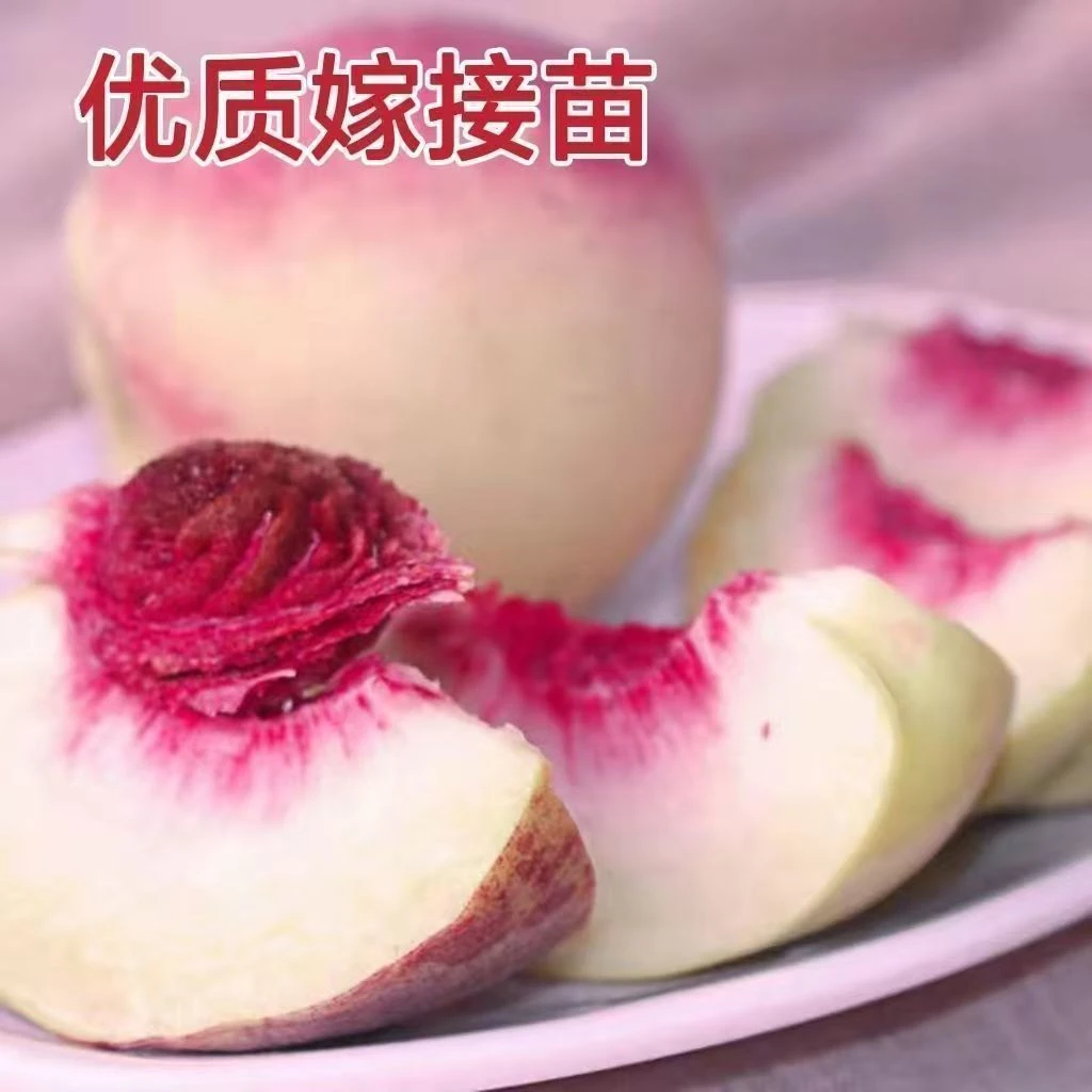 八月脆红桃树苗嫁接中熟特大黄桃树苗带土带叶发货易成活优质种苗