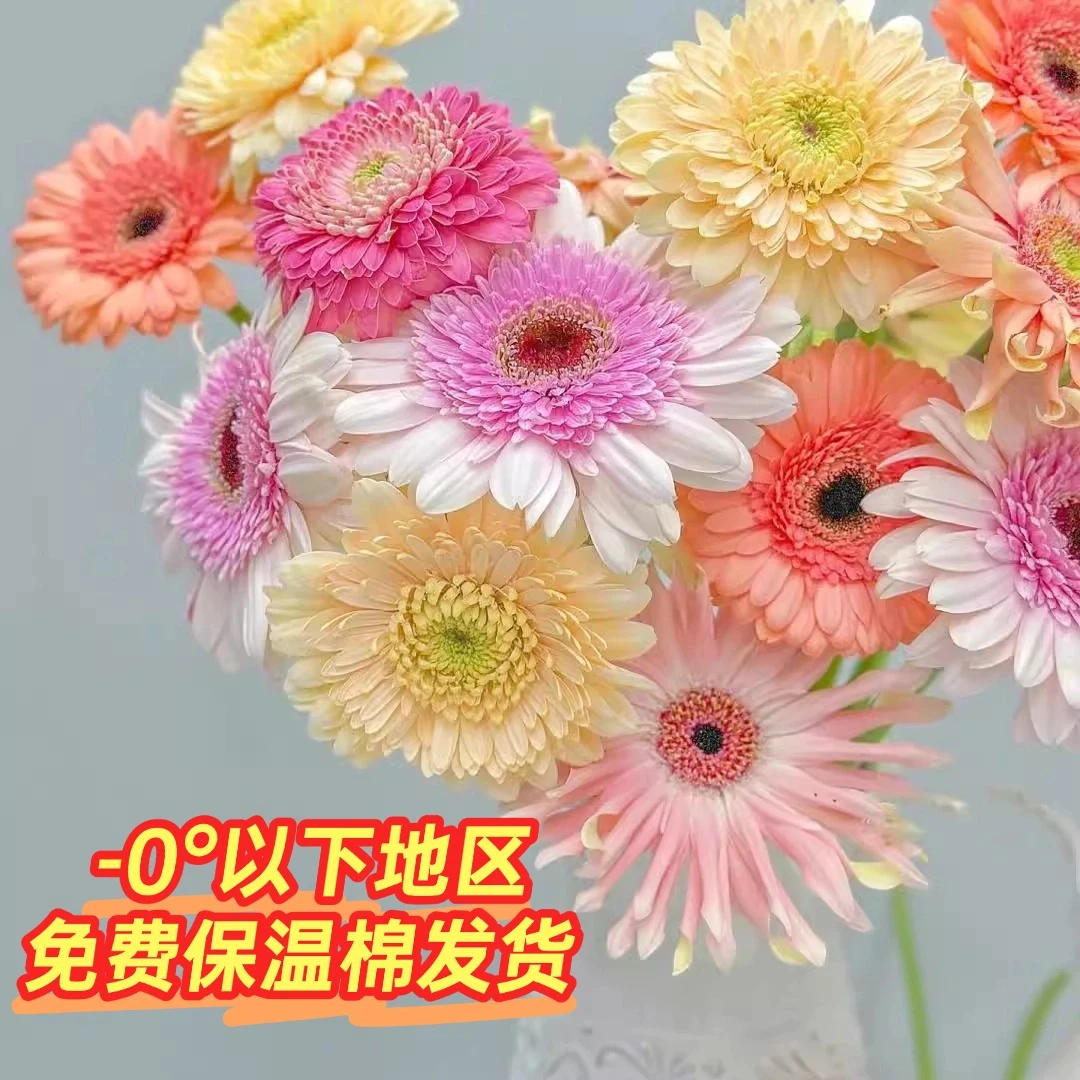 【混色搭配】非洲菊鲜切花室内鲜花扶郎花插花花束直发云南新鲜鲜花
