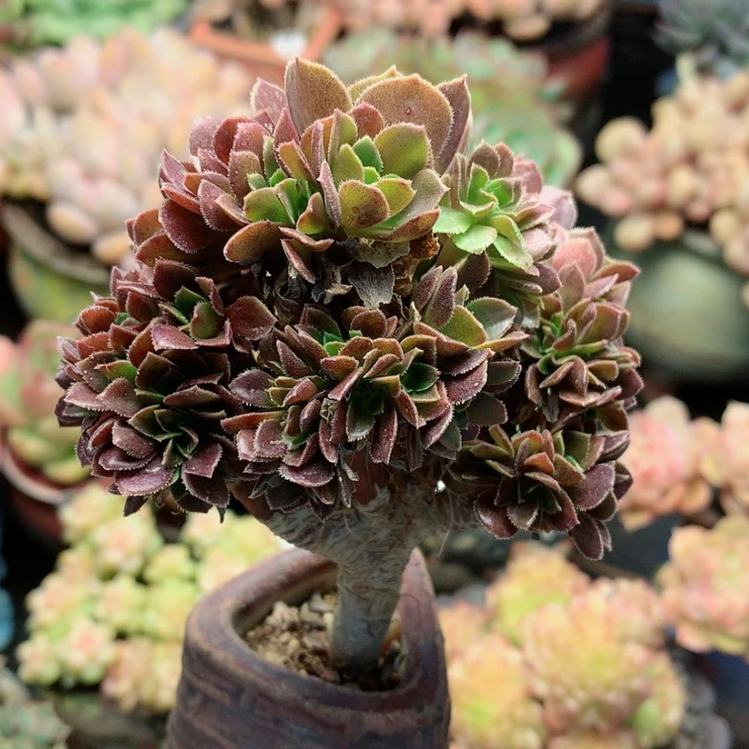 【闪购商品】柚子，法师