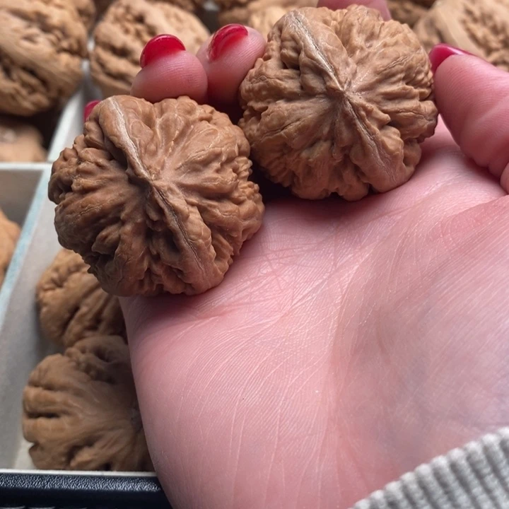 长***修霸王龙全品无修一刀没动