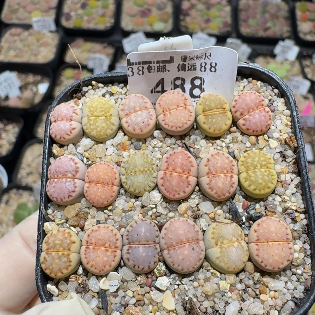Zzzz生石花肉锥488