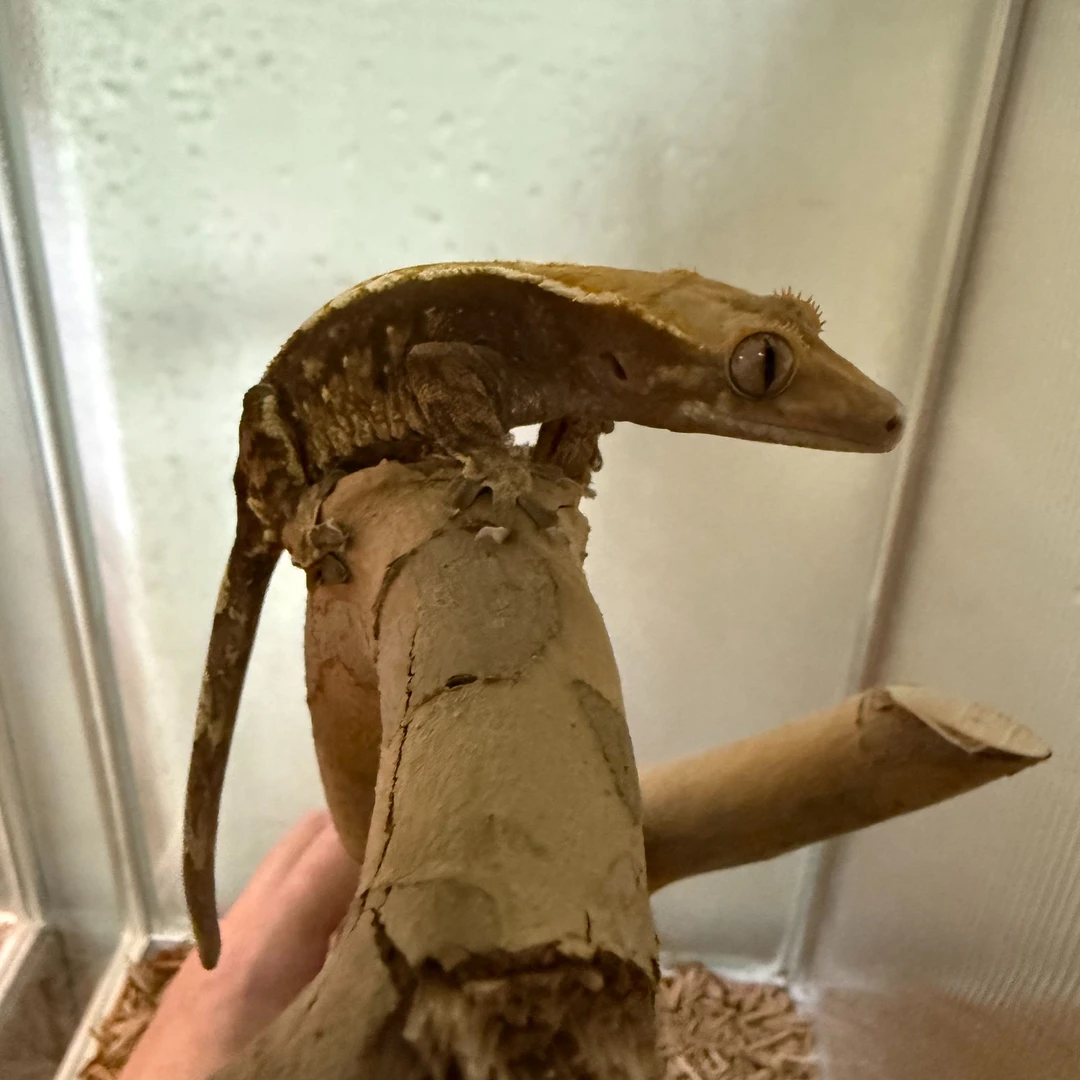睫角守宫三文鱼母