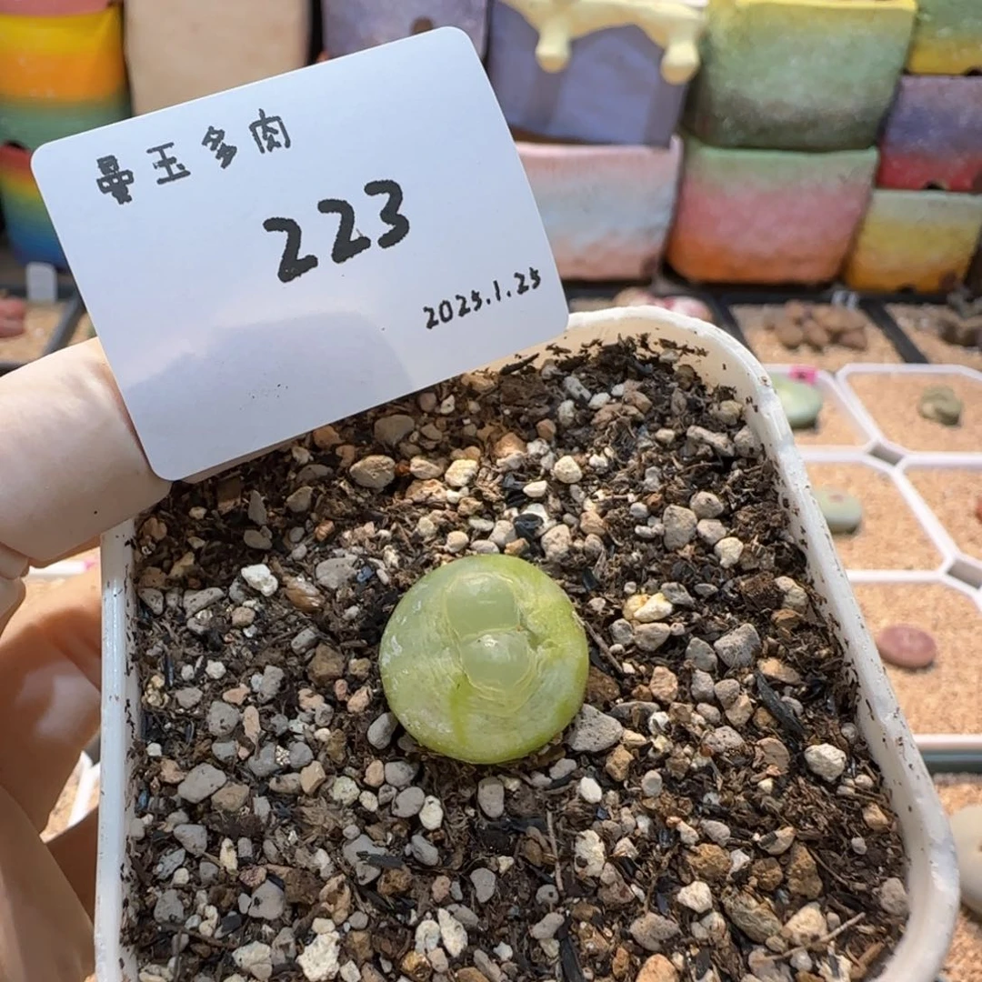涵***！多肉多肉多肉1.25-223