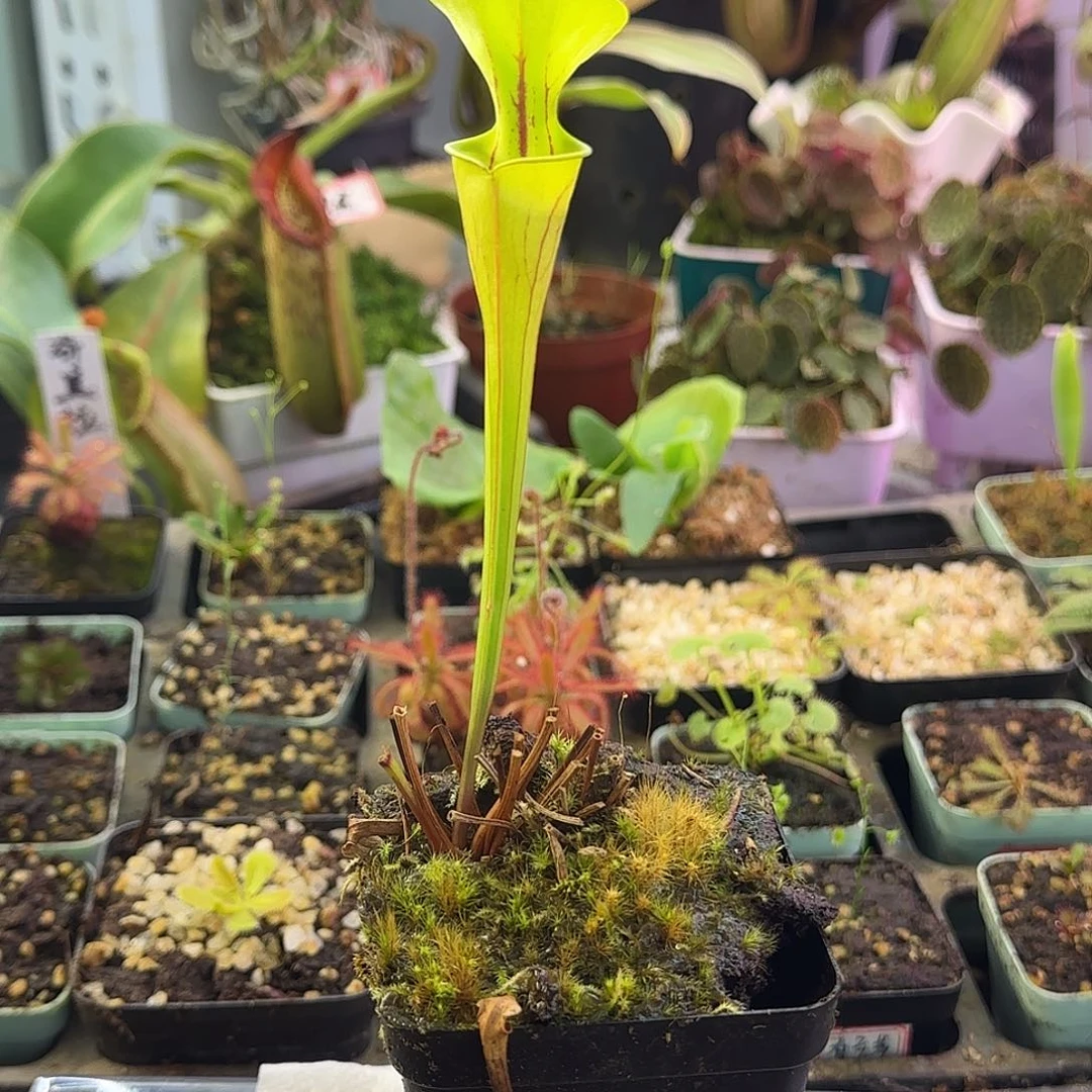 嘎****完全开放H7布鲁克斯瓶子草