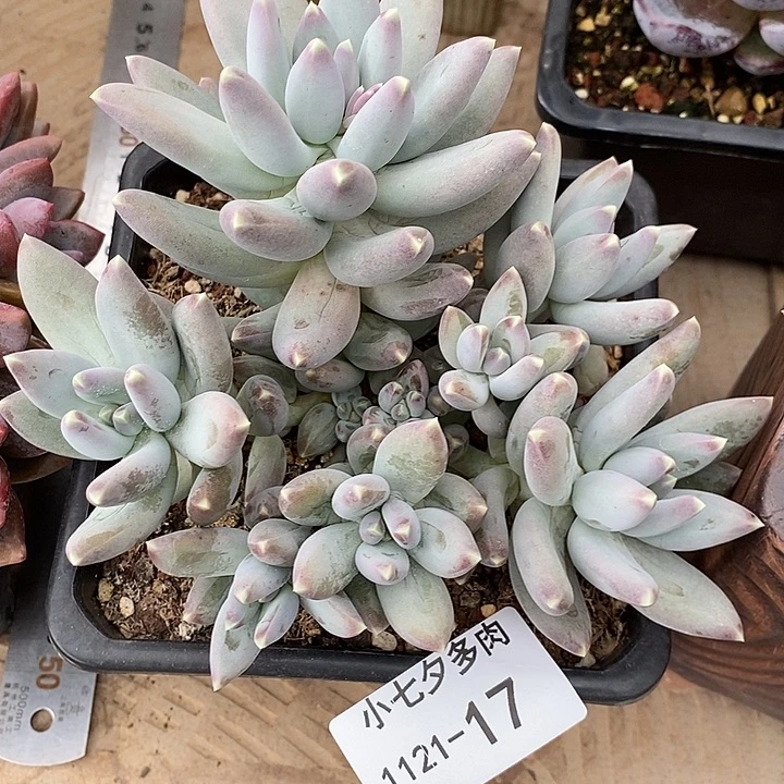 小七夕多肉星空美人17