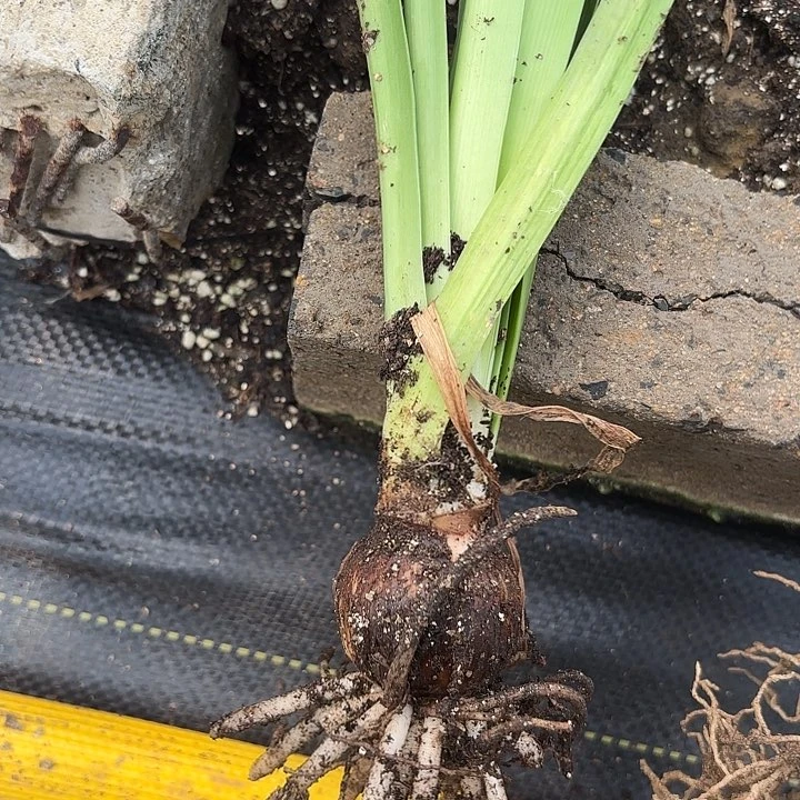 无花朵抖***雪梦幻情人有标包对版8512