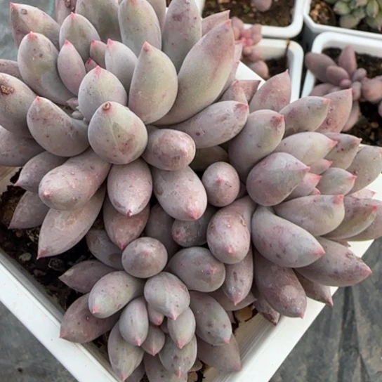 274所罗门多肉植物多