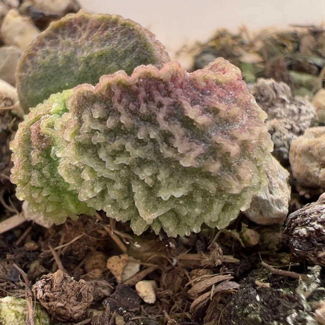 实生新品多肉植物水泡多肉植物