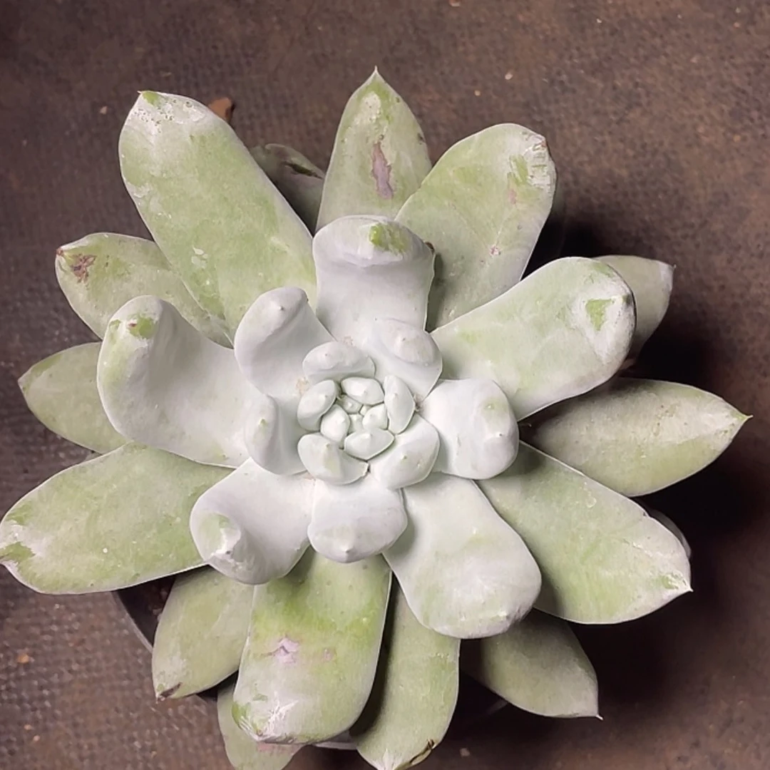 【闪购商品】大花朵18公分起发量拍