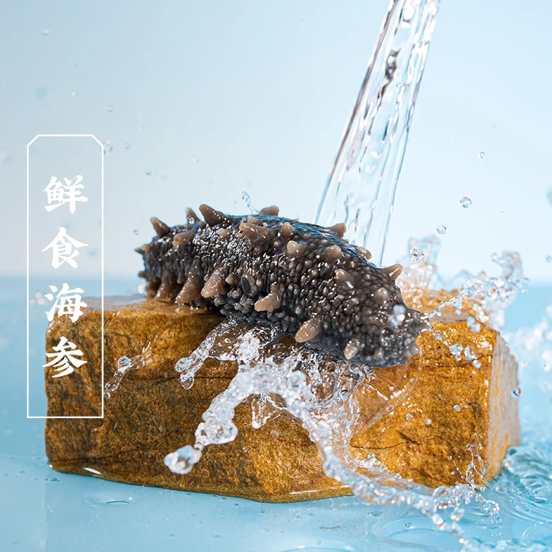 三关六码头鲜食海参非即食鲜活淡干孕妇刺参野生新鲜海鲜深海500g