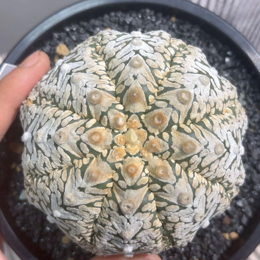 当前无花朵，栽培后可花朵泰系海星v