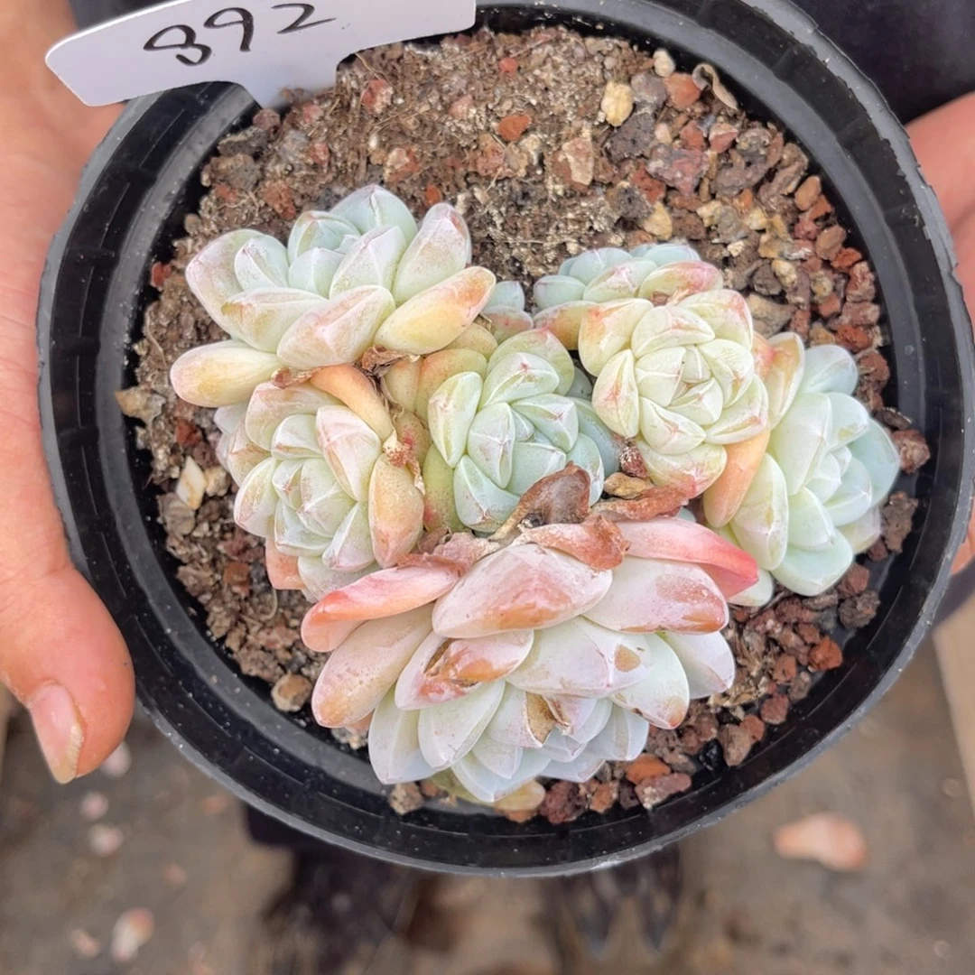 *****老阿姨花卉一物一拍892