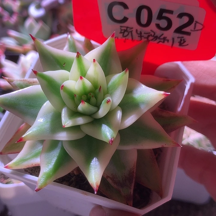 野生玛利亚覆轮锦有根