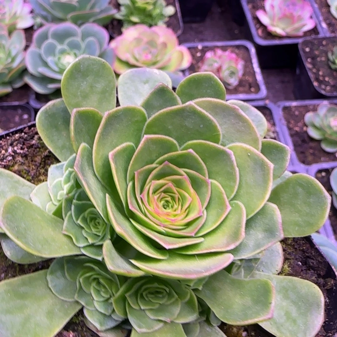 9厘米花未央玫瑰捧花1242434243