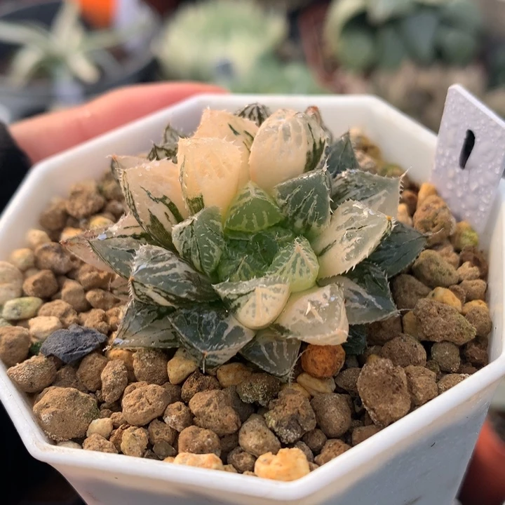 小叶楼兰玉露锦，买盆发货